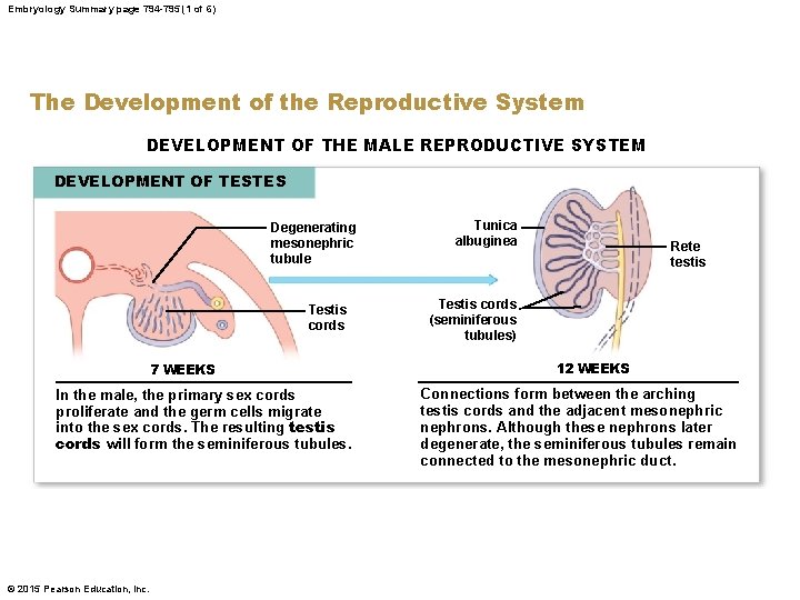 Embryology Summary page 794 -795 (1 of 6) The Development of the Reproductive System