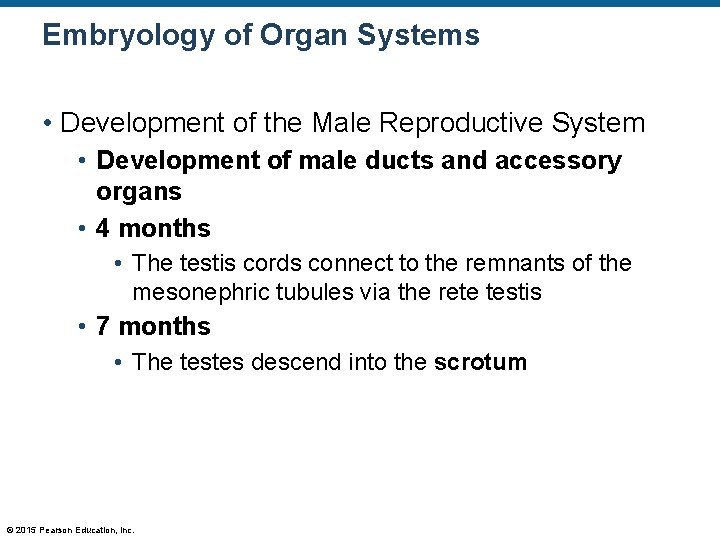 Embryology of Organ Systems • Development of the Male Reproductive System • Development of