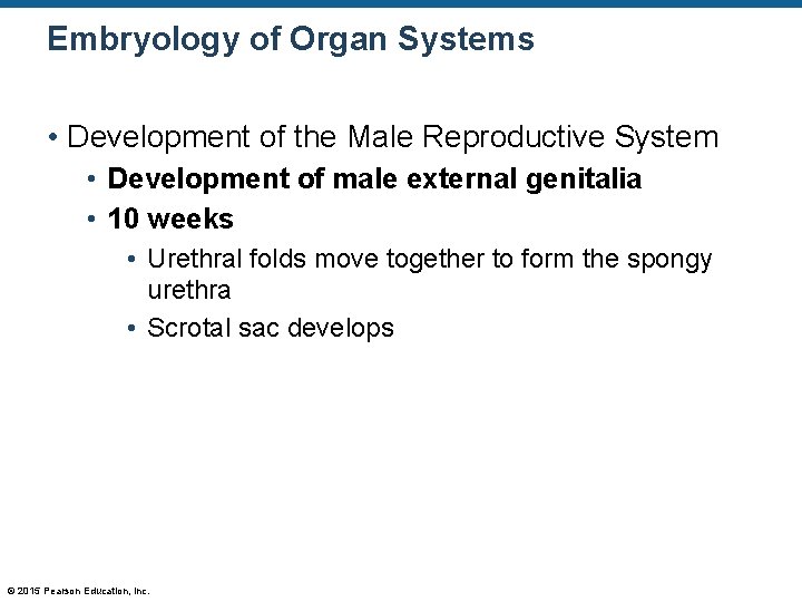 Embryology of Organ Systems • Development of the Male Reproductive System • Development of
