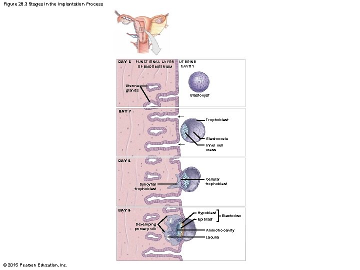 Figure 28. 3 Stages in the Implantation Process DAY 6 FUNCTIONAL LAYER OF ENDOMETRIUM