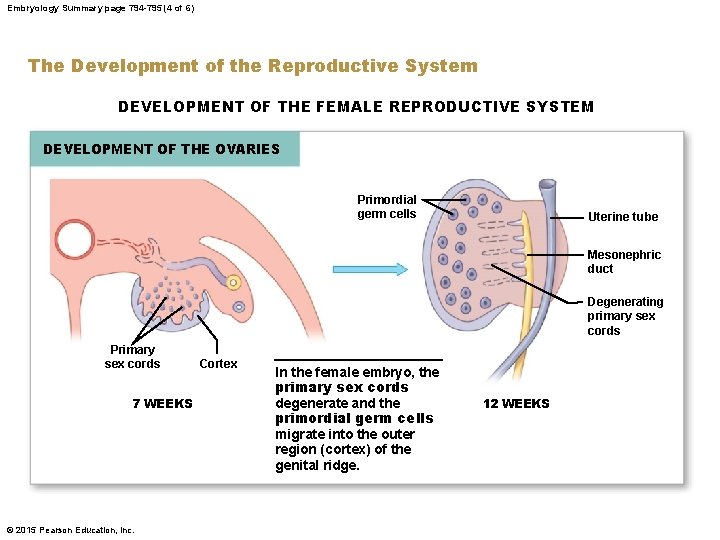 Embryology Summary page 794 -795 (4 of 6) The Development of the Reproductive System