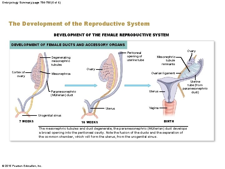 Embryology Summary page 794 -795 (5 of 6) The Development of the Reproductive System