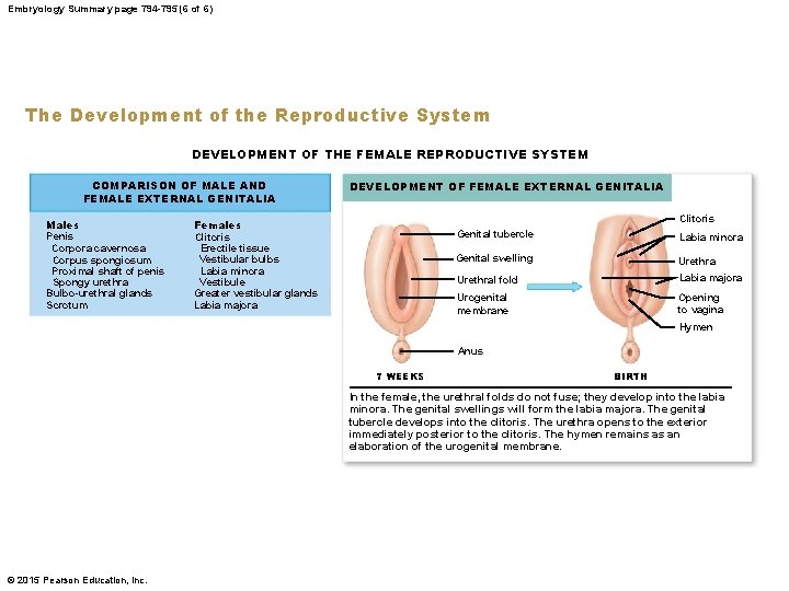 Embryology Summary page 794 -795 (6 of 6) The Development of the Reproductive System