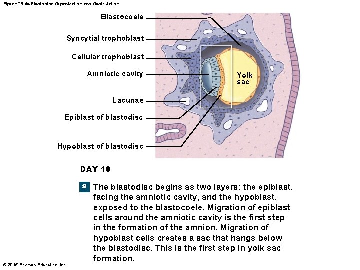 Figure 28. 4 a Blastodisc Organization and Gastrulation Blastocoele Syncytial trophoblast Cellular trophoblast Amniotic