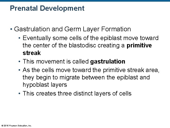 Prenatal Development • Gastrulation and Germ Layer Formation • Eventually some cells of the