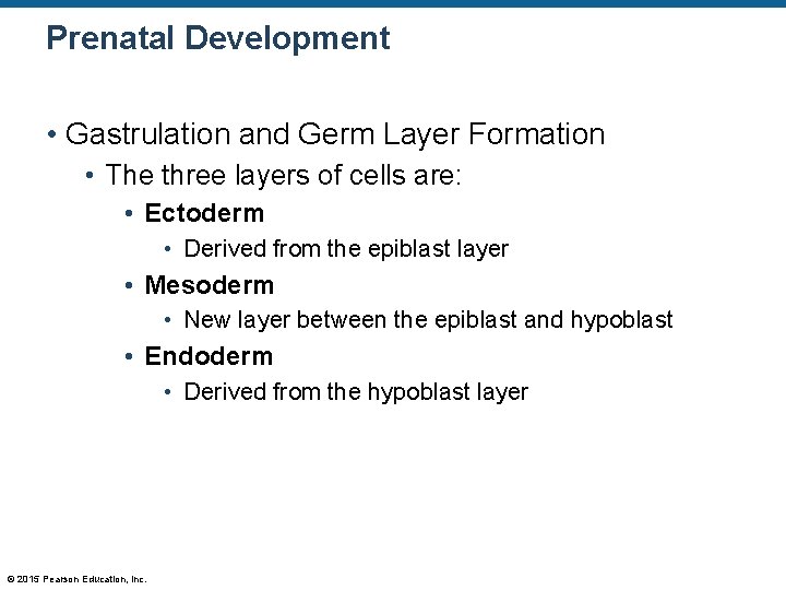 Prenatal Development • Gastrulation and Germ Layer Formation • The three layers of cells