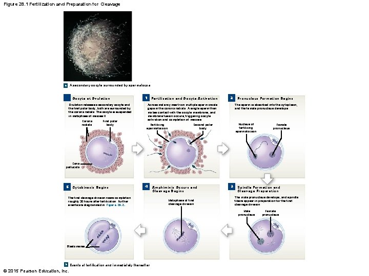Figure 28. 1 Fertilization and Preparation for Cleavage a A secondary oocyte surrounded by