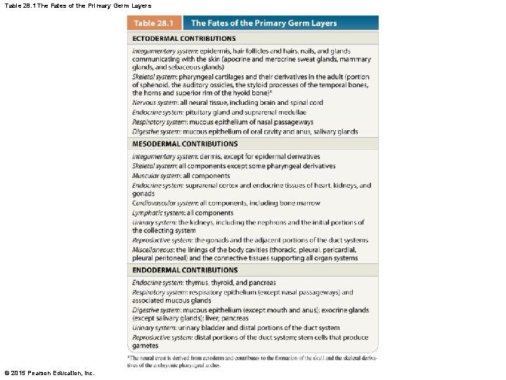 Table 28. 1 The Fates of the Primary Germ Layers © 2015 Pearson Education,