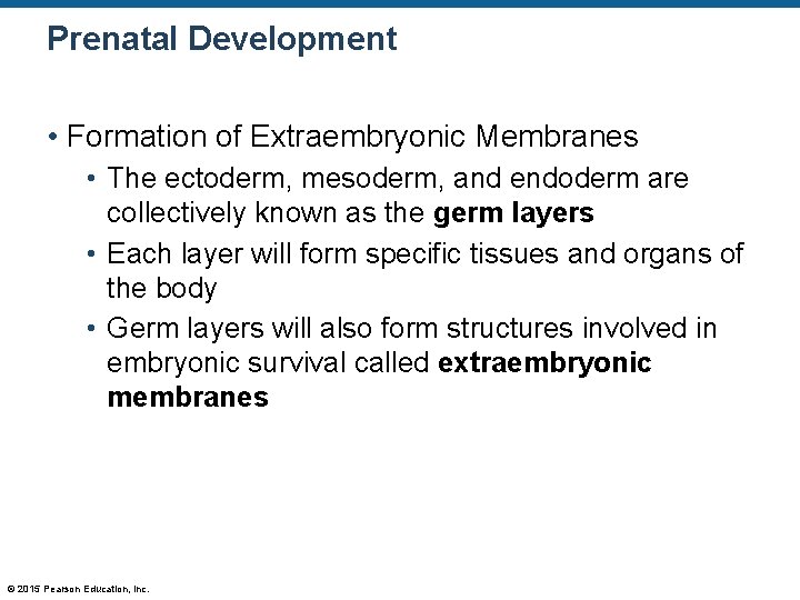 Prenatal Development • Formation of Extraembryonic Membranes • The ectoderm, mesoderm, and endoderm are