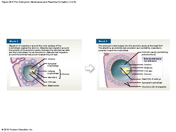 Figure 28. 5 The Embryonic Membranes and Placenta Formation (1 of 8) Week 2