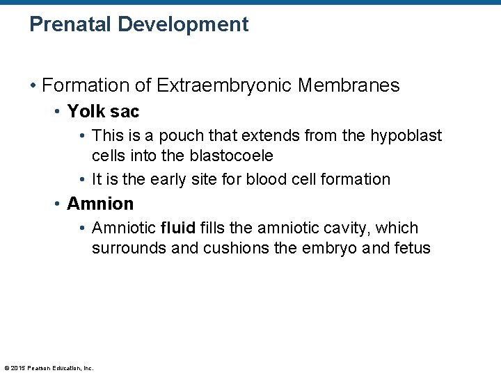 Prenatal Development • Formation of Extraembryonic Membranes • Yolk sac • This is a