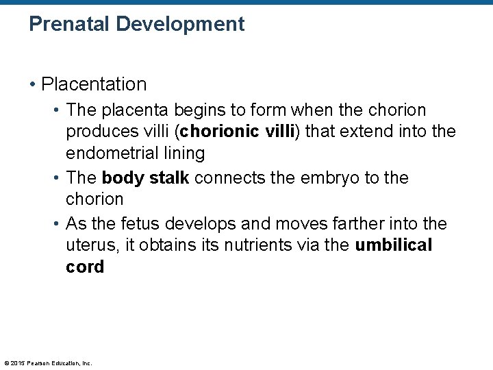 Prenatal Development • Placentation • The placenta begins to form when the chorion produces