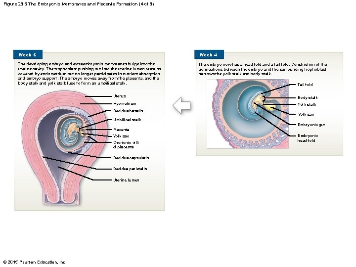 Figure 28. 5 The Embryonic Membranes and Placenta Formation (4 of 8) Week 5