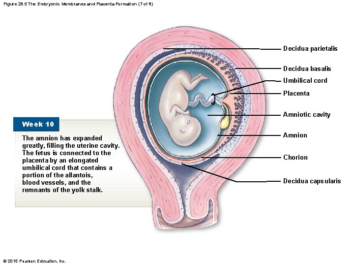 Figure 28. 5 The Embryonic Membranes and Placenta Formation (7 of 8) Decidua parietalis