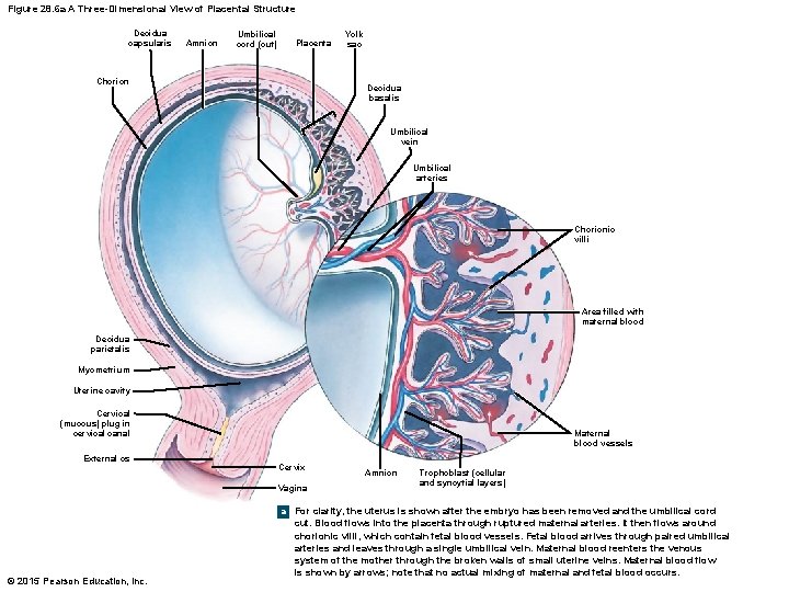 Figure 28. 6 a A Three-Dimensional View of Placental Structure Decidua capsularis Amnion Umbilical