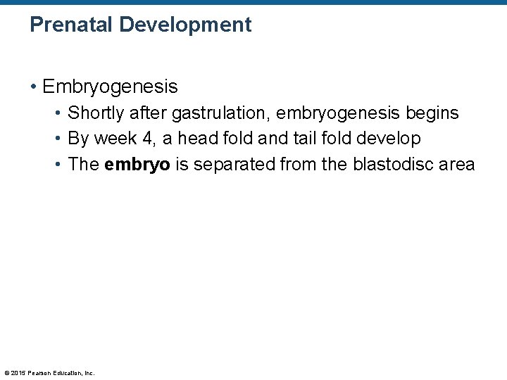Prenatal Development • Embryogenesis • Shortly after gastrulation, embryogenesis begins • By week 4,