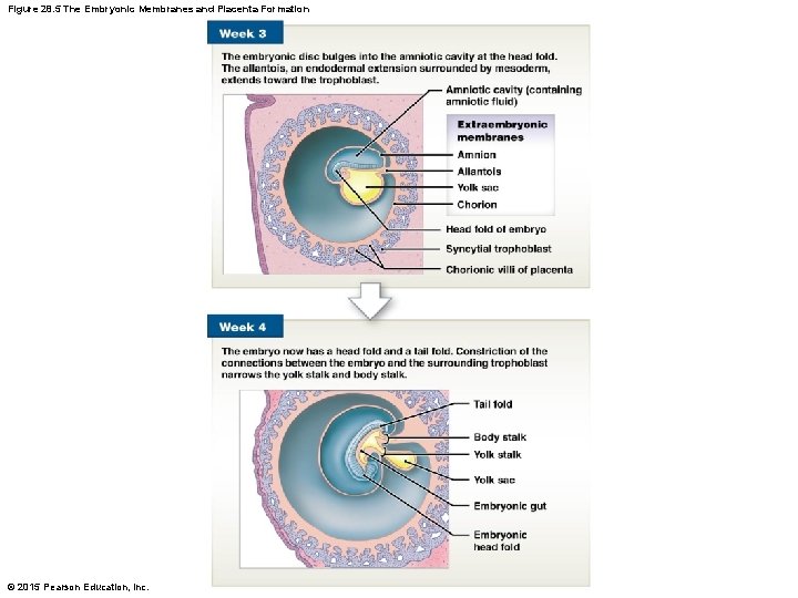 Figure 28. 5 The Embryonic Membranes and Placenta Formation © 2015 Pearson Education, Inc.