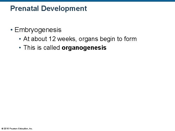 Prenatal Development • Embryogenesis • At about 12 weeks, organs begin to form •