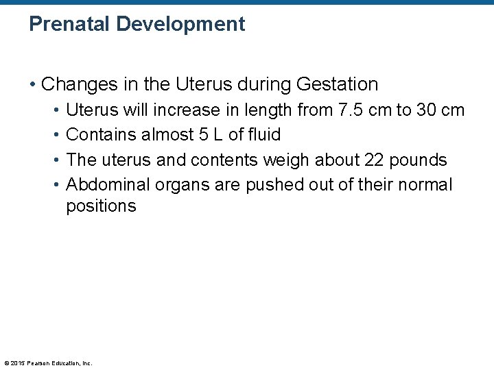 Prenatal Development • Changes in the Uterus during Gestation • • Uterus will increase
