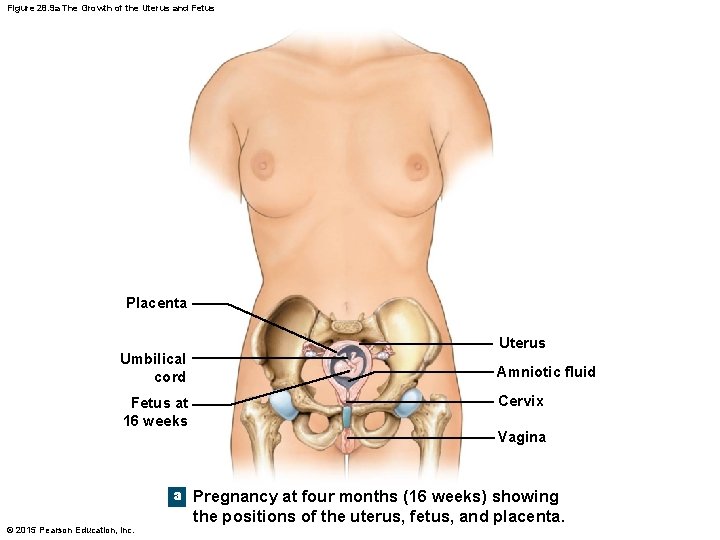Figure 28. 9 a The Growth of the Uterus and Fetus Placenta Umbilical cord