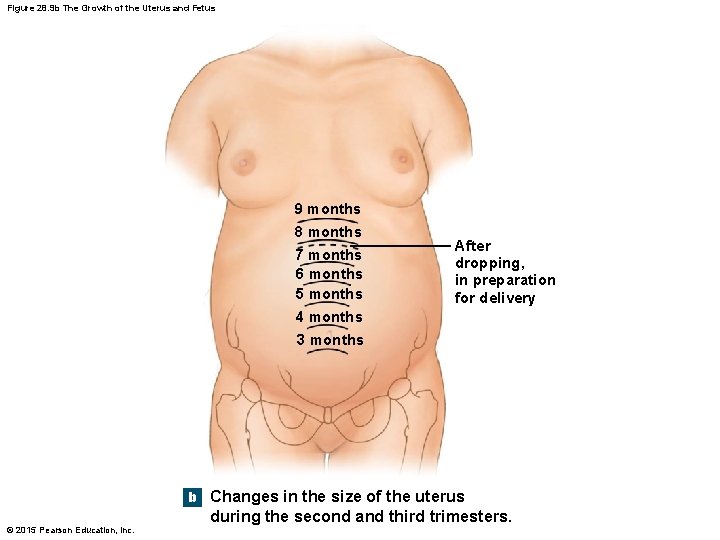 Figure 28. 9 b The Growth of the Uterus and Fetus 9 months 8