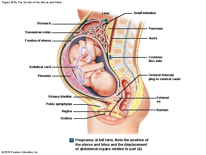 Figure 28. 9 c The Growth of the Uterus and Fetus Liver Small intestine