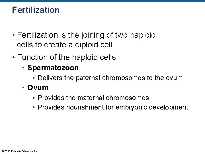 Fertilization • Fertilization is the joining of two haploid cells to create a diploid