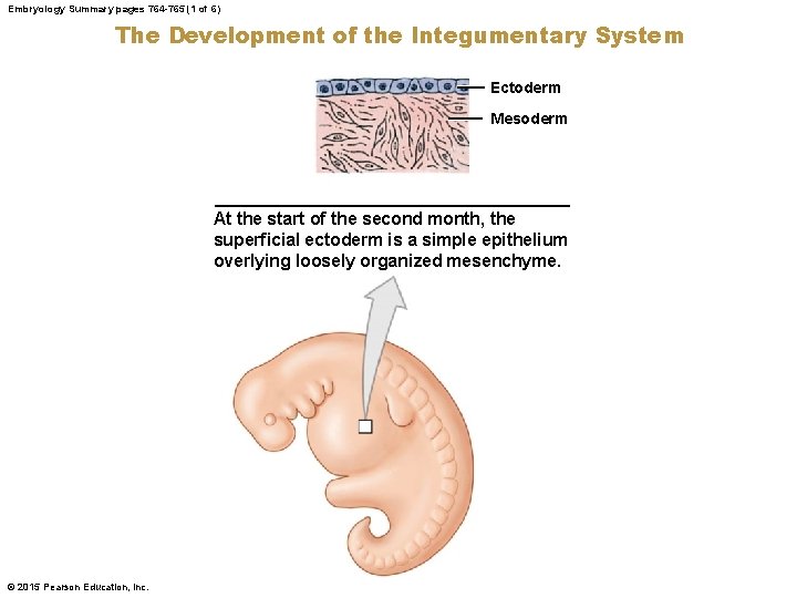 Embryology Summary pages 764 -765 (1 of 6) The Development of the Integumentary System