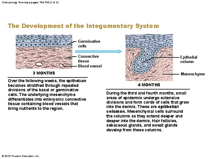 Embryology Summary pages 764 -765 (2 of 6) The Development of the Integumentary System