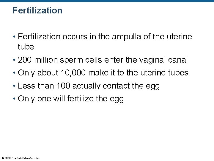 Fertilization • Fertilization occurs in the ampulla of the uterine tube • 200 million