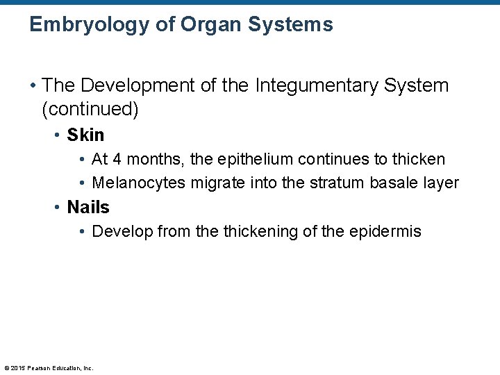 Embryology of Organ Systems • The Development of the Integumentary System (continued) • Skin