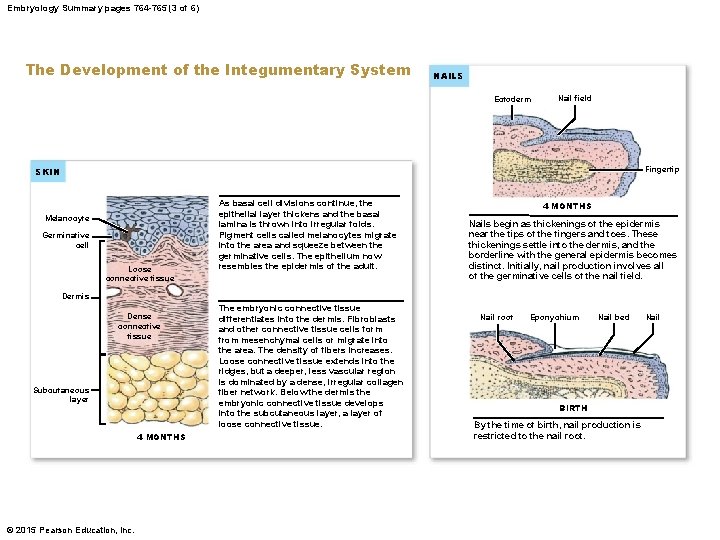Embryology Summary pages 764 -765 (3 of 6) The Development of the Integumentary System
