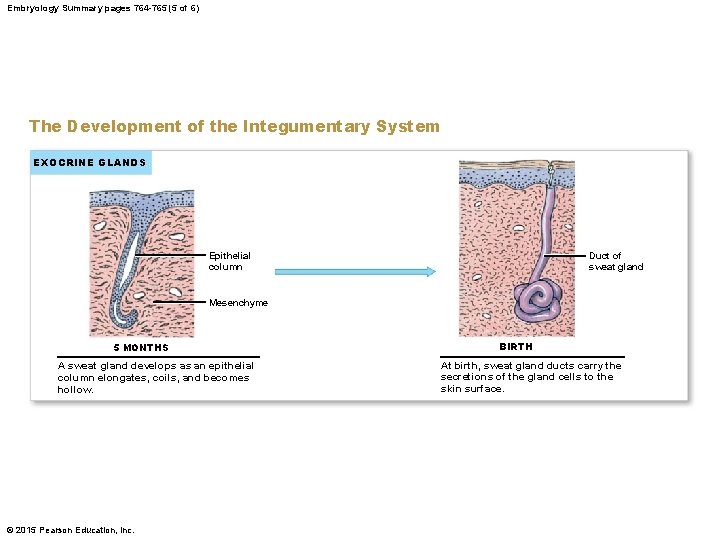 Embryology Summary pages 764 -765 (5 of 6) The Development of the Integumentary System