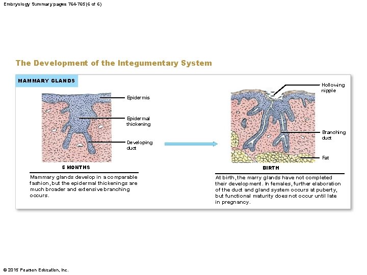 Embryology Summary pages 764 -765 (6 of 6) The Development of the Integumentary System