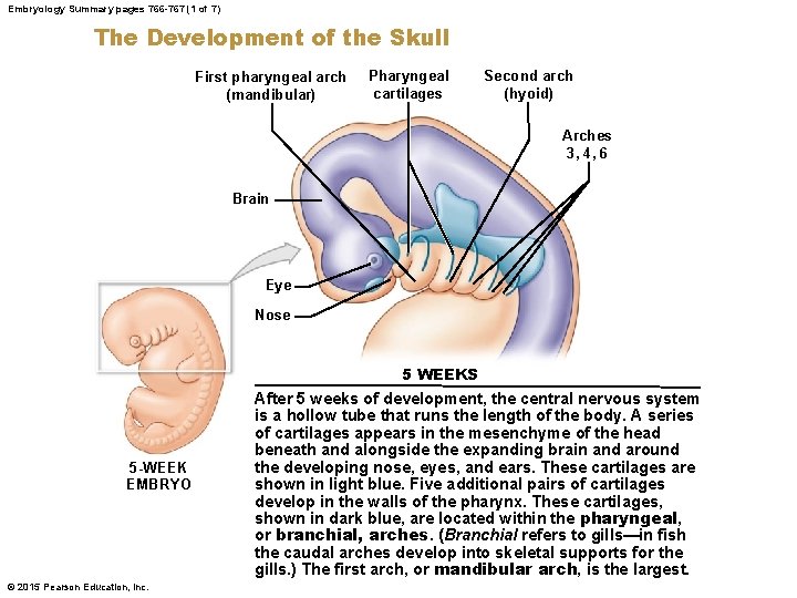 Embryology Summary pages 766 -767 (1 of 7) The Development of the Skull First