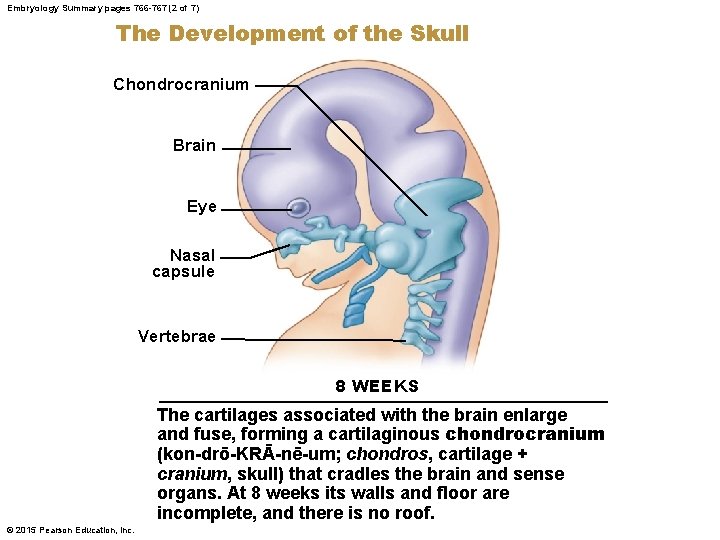 Embryology Summary pages 766 -767 (2 of 7) The Development of the Skull Chondrocranium
