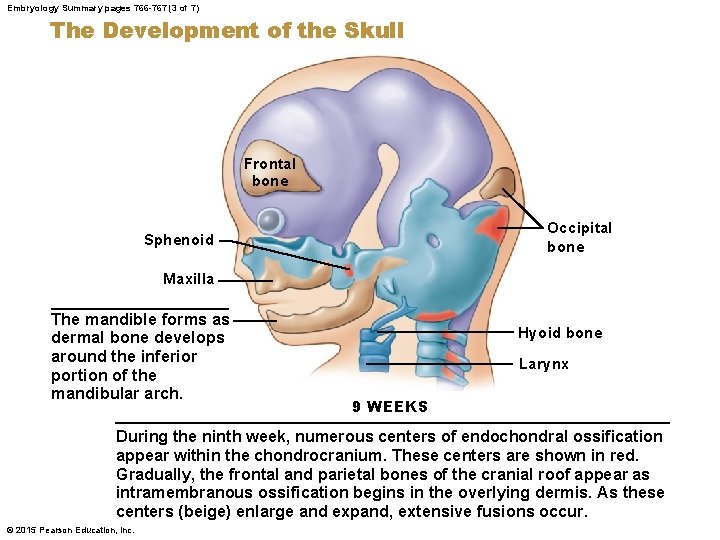 Embryology Summary pages 766 -767 (3 of 7) The Development of the Skull Frontal