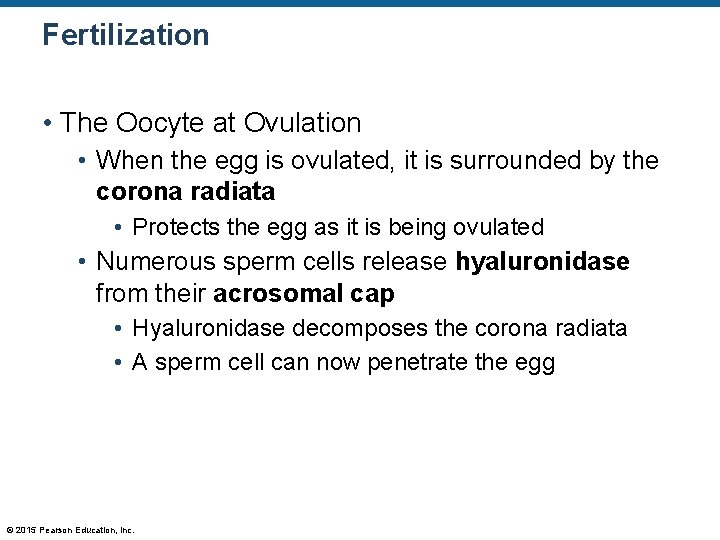 Fertilization • The Oocyte at Ovulation • When the egg is ovulated, it is