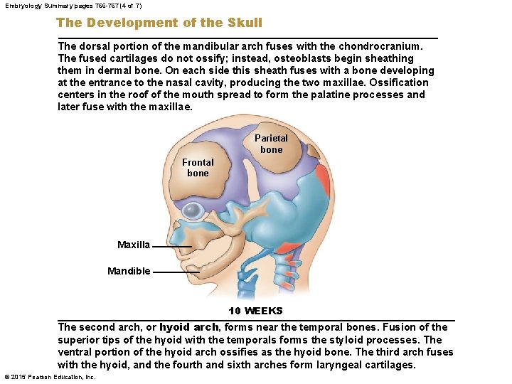 Embryology Summary pages 766 -767 (4 of 7) The Development of the Skull The