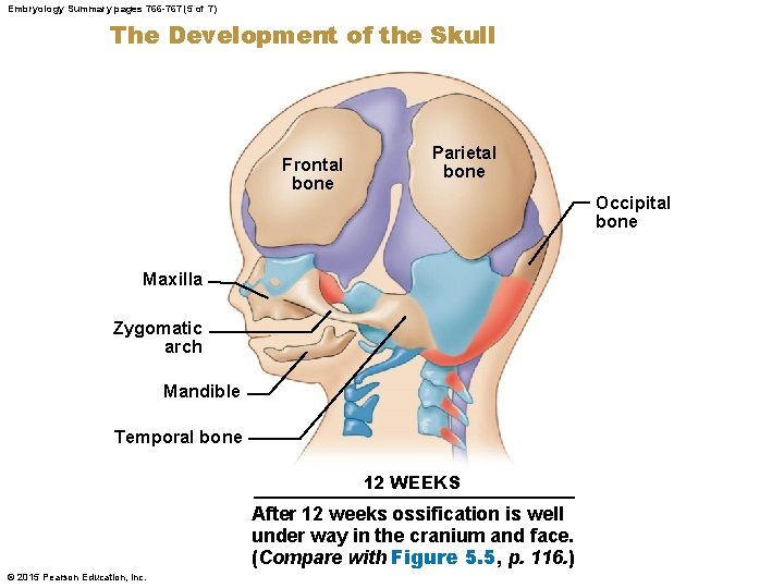 Embryology Summary pages 766 -767 (5 of 7) The Development of the Skull Frontal