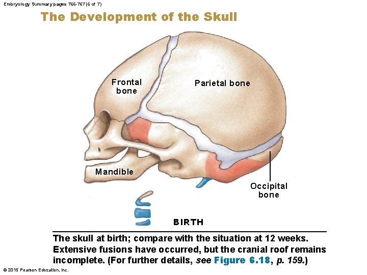 Embryology Summary pages 766 -767 (6 of 7) The Development of the Skull Frontal