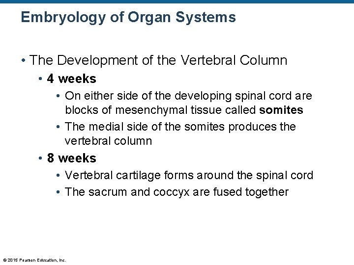 Embryology of Organ Systems • The Development of the Vertebral Column • 4 weeks