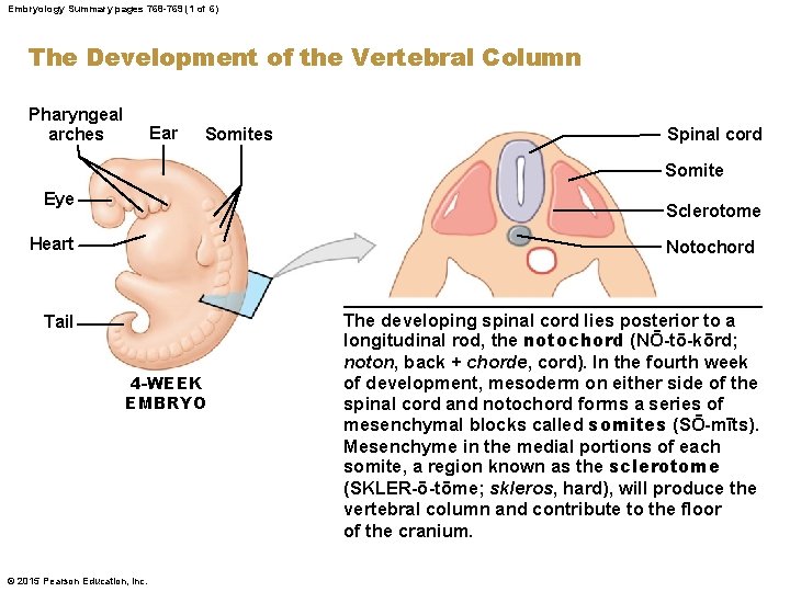 Embryology Summary pages 768 -769 (1 of 6) The Development of the Vertebral Column