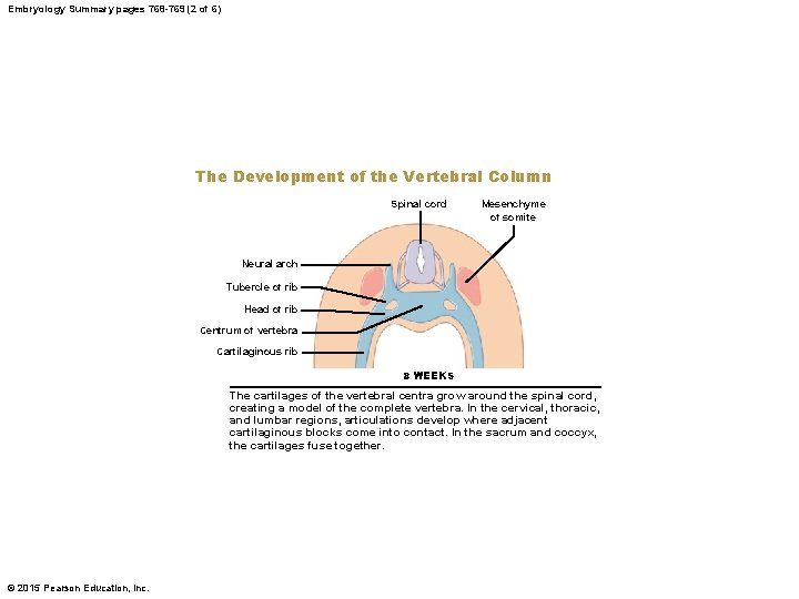 Embryology Summary pages 768 -769 (2 of 6) The Development of the Vertebral Column