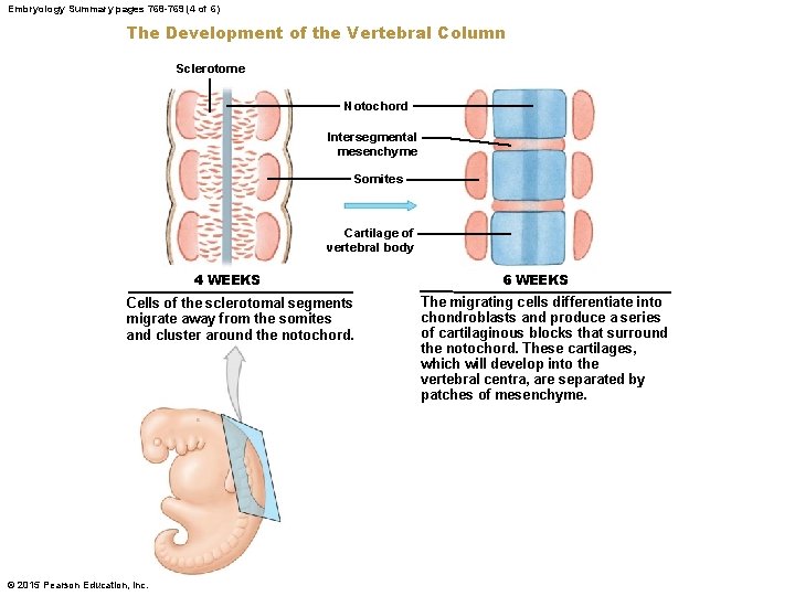 Embryology Summary pages 768 -769 (4 of 6) The Development of the Vertebral Column