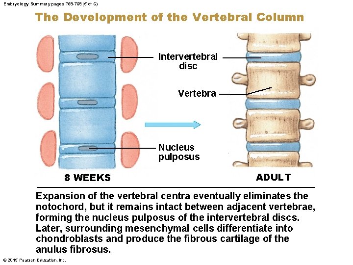 Embryology Summary pages 768 -769 (5 of 6) The Development of the Vertebral Column