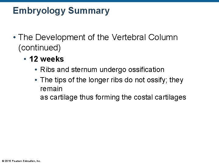 Embryology Summary • The Development of the Vertebral Column (continued) • 12 weeks •
