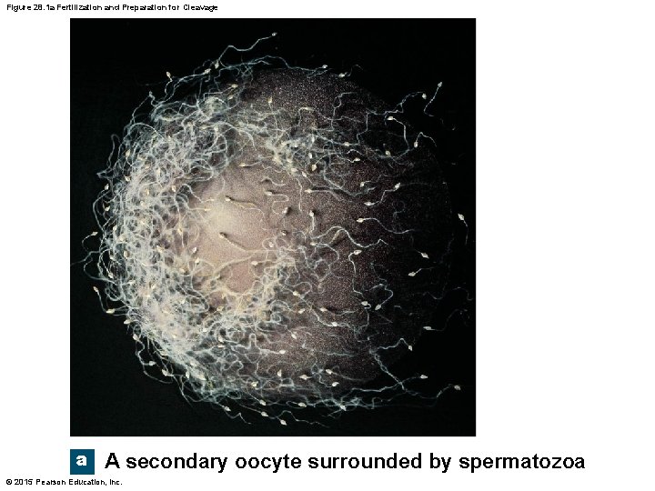 Figure 28. 1 a Fertilization and Preparation for Cleavage a A secondary oocyte surrounded