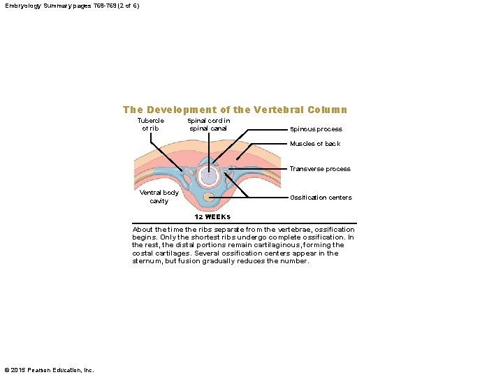 Embryology Summary pages 768 -769 (2 of 6) The Development of the Vertebral Column