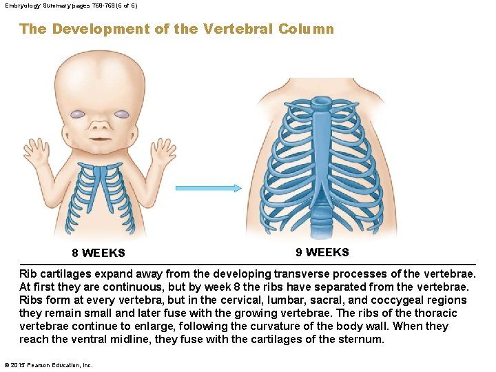 Embryology Summary pages 768 -769 (6 of 6) The Development of the Vertebral Column